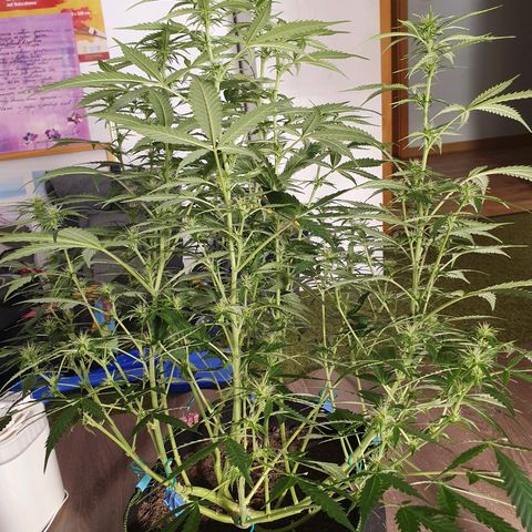 Auto Daiquiri Lime (Dutch Passion) growlog timeline photo