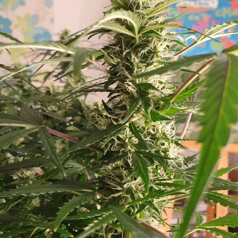 Auto Daiquiri Lime (Dutch Passion) growlog timeline photo
