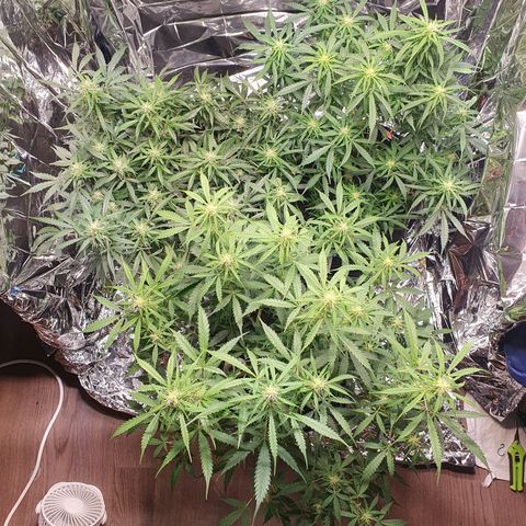Auto Daiquiri Lime (Dutch Passion) growlog timeline photo