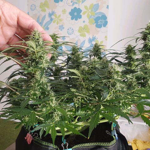 Auto Daiquiri Lime (Dutch Passion) growlog timeline photo