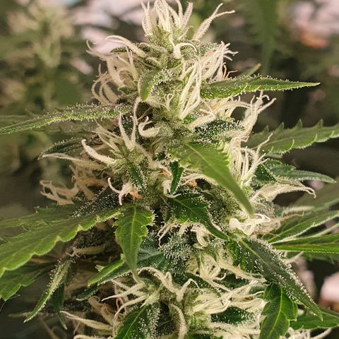 Auto Daiquiri Lime (Dutch Passion) growlog timeline photo