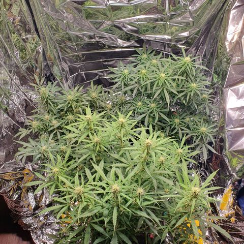 Auto Daiquiri Lime (Dutch Passion) growlog timeline photo