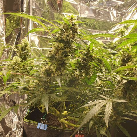 Auto Daiquiri Lime (Dutch Passion) growlog timeline photo