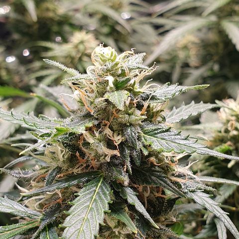 Auto Daiquiri Lime (Dutch Passion) growlog timeline photo