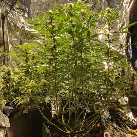 Auto Daiquiri Lime (Dutch Passion) growlog timeline photo