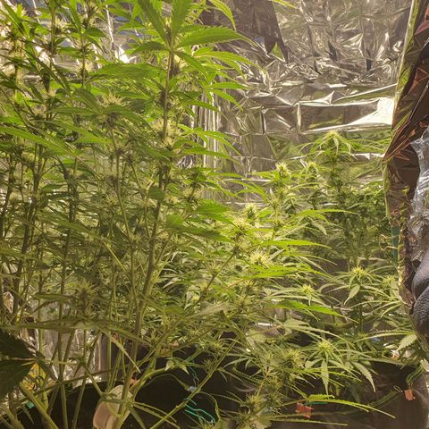 Auto Daiquiri Lime (Dutch Passion) growlog timeline photo