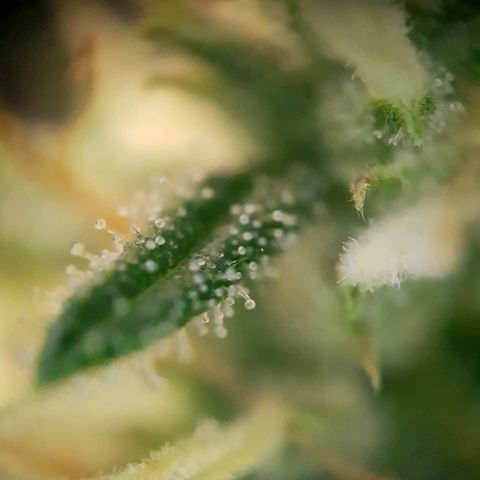 Auto Daiquiri Lime (Dutch Passion) growlog timeline photo