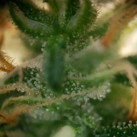 Auto Daiquiri Lime (Dutch Passion) growlog timeline photo