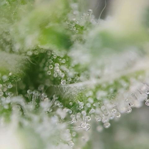 Auto Daiquiri Lime (Dutch Passion) growlog timeline photo