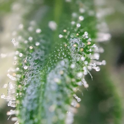Auto Daiquiri Lime (Dutch Passion) growlog timeline photo