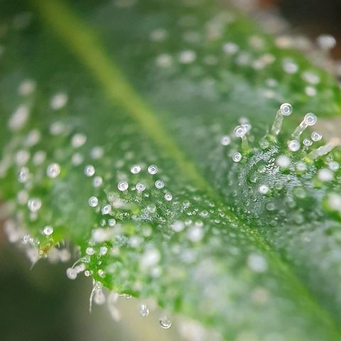 Auto Daiquiri Lime (Dutch Passion) growlog timeline photo