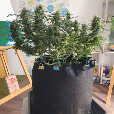 Auto Daiquiri Lime (Dutch Passion) growlog timeline photo