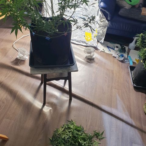 Auto Daiquiri Lime (Dutch Passion) growlog timeline photo