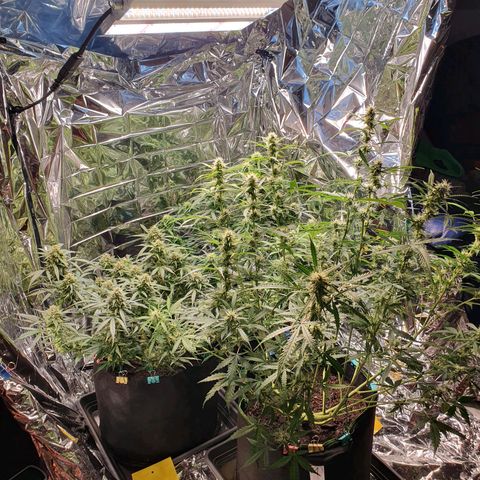 Auto Daiquiri Lime (Dutch Passion) growlog timeline photo