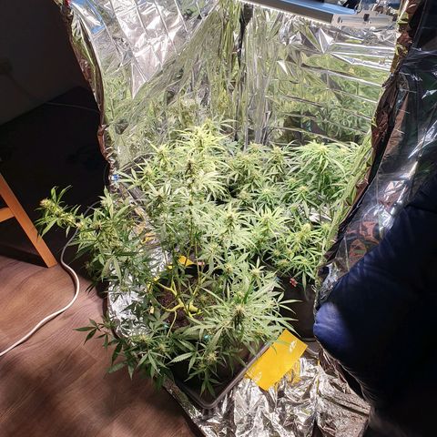 Auto Daiquiri Lime (Dutch Passion) growlog timeline photo