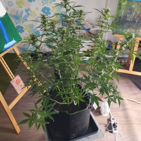 Auto Daiquiri Lime (Dutch Passion) growlog timeline photo