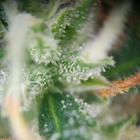 Auto Daiquiri Lime (Dutch Passion) growlog timeline photo