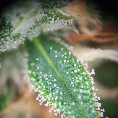 Auto Daiquiri Lime (Dutch Passion) growlog timeline photo