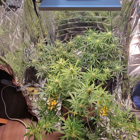 Auto Daiquiri Lime (Dutch Passion) growlog timeline photo