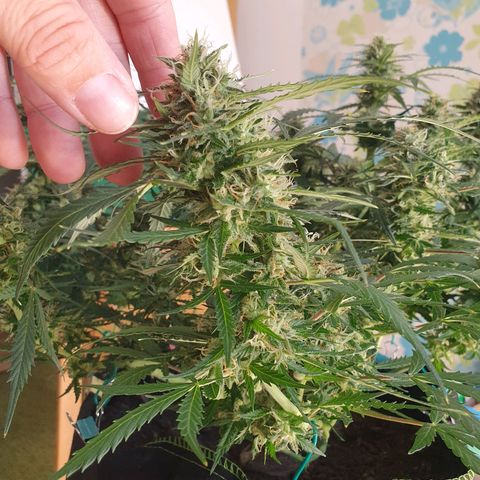 Auto Daiquiri Lime (Dutch Passion) growlog timeline photo