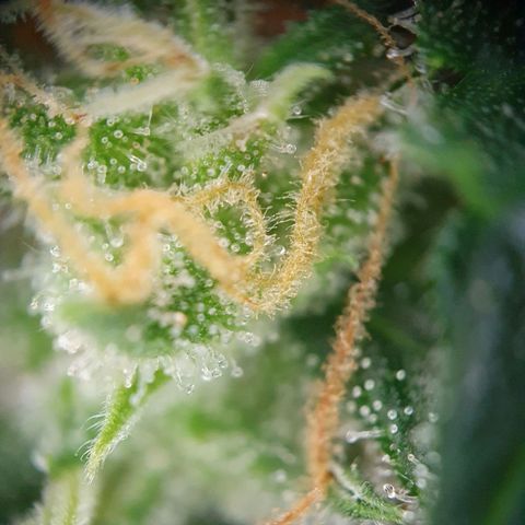 Auto Daiquiri Lime (Dutch Passion) growlog timeline photo
