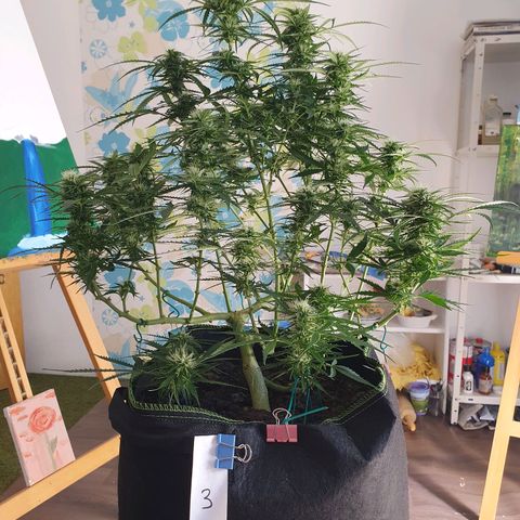 Auto Daiquiri Lime (Dutch Passion) growlog timeline photo