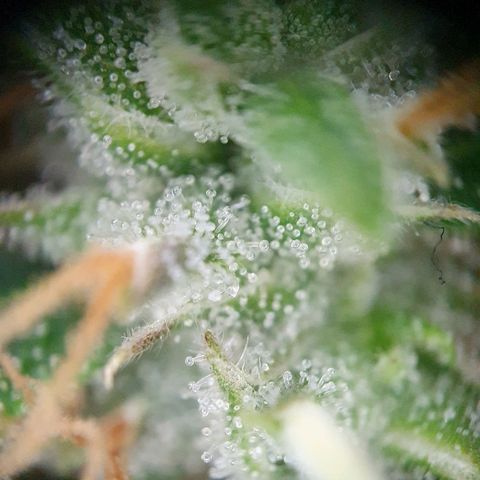 Auto Daiquiri Lime (Dutch Passion) growlog timeline photo
