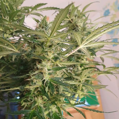 Auto Daiquiri Lime (Dutch Passion) growlog timeline photo