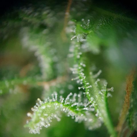 Auto Daiquiri Lime (Dutch Passion) growlog timeline photo