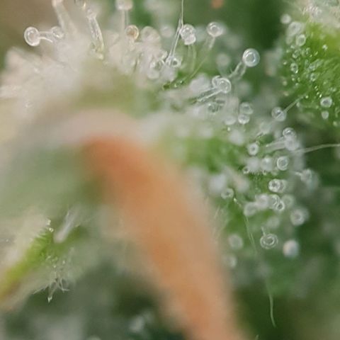 Auto Daiquiri Lime (Dutch Passion) growlog timeline photo
