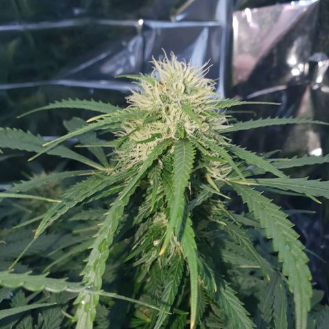 Auto Daiquiri Lime (Dutch Passion) growlog timeline photo