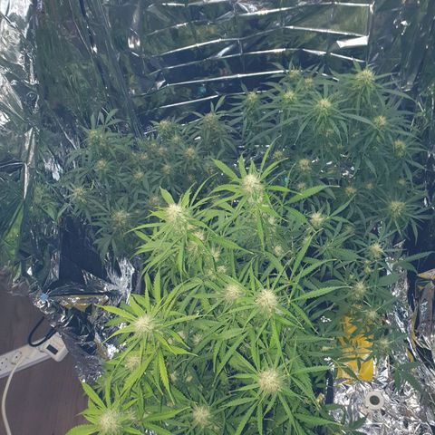 Auto Daiquiri Lime (Dutch Passion) growlog timeline photo