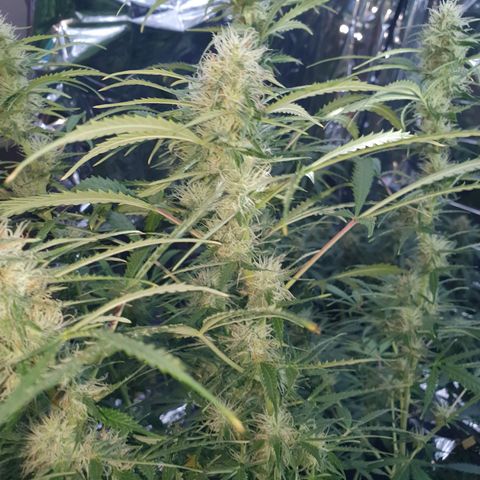 Auto Daiquiri Lime (Dutch Passion) growlog timeline photo
