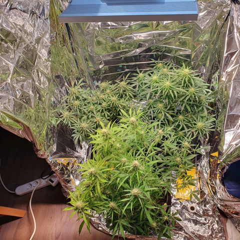 Auto Daiquiri Lime (Dutch Passion) growlog timeline photo