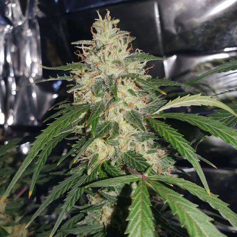Auto Daiquiri Lime (Dutch Passion) growlog timeline photo