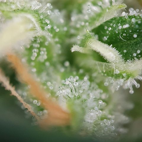 Auto Daiquiri Lime (Dutch Passion) growlog timeline photo