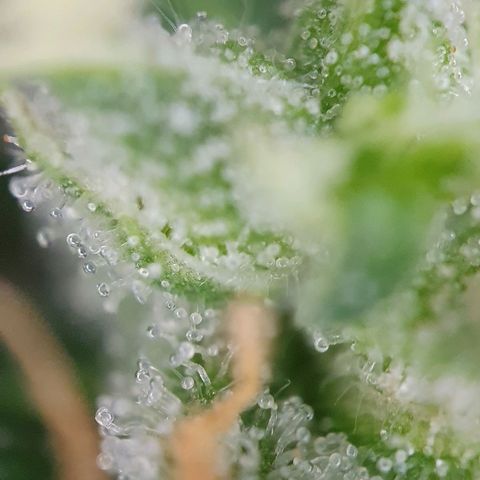 Auto Daiquiri Lime (Dutch Passion) growlog timeline photo