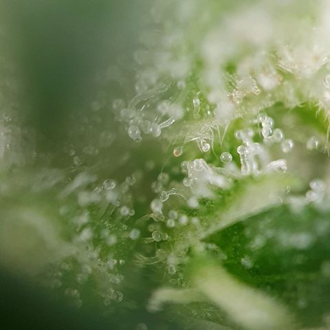 Auto Daiquiri Lime (Dutch Passion) growlog timeline photo