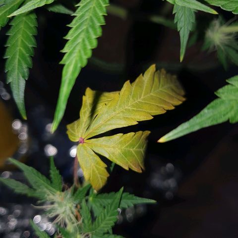 Auto Daiquiri Lime (Dutch Passion) growlog photo: Die größte Pflanze hat wohl irgendwelche Probleme. Die Blätter sehen in der Mitte etwas heller aus als Ränder und habe 1 Blatt entdeckt was ziemlich hell ist und am absterben war. Habe den abgemacht 