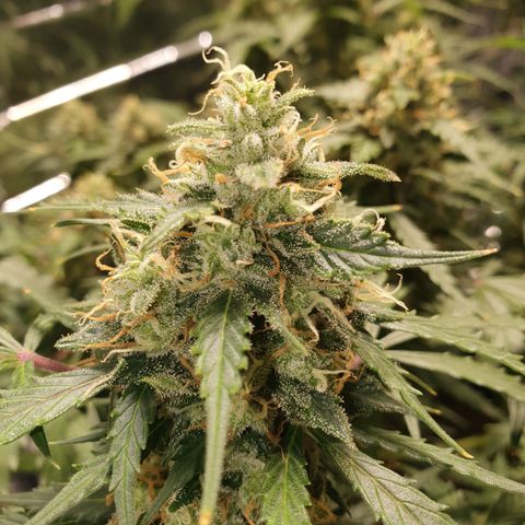 Auto Daiquiri Lime (Dutch Passion) growlog photo: Die größte Pflanze hat wohl irgendwelche Probleme. Die Blätter sehen in der Mitte etwas heller aus als Ränder und habe 1 Blatt entdeckt was ziemlich hell ist und am absterben war. Habe den abgemacht 