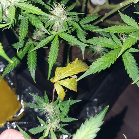 Auto Daiquiri Lime (Dutch Passion) growlog photo: Die größte Pflanze hat wohl irgendwelche Probleme. Die Blätter sehen in der Mitte etwas heller aus als Ränder und habe 1 Blatt entdeckt was ziemlich hell ist und am absterben war. Habe den abgemacht 