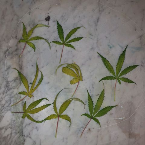 Auto Daiquiri Lime (Dutch Passion) growlog timeline photo