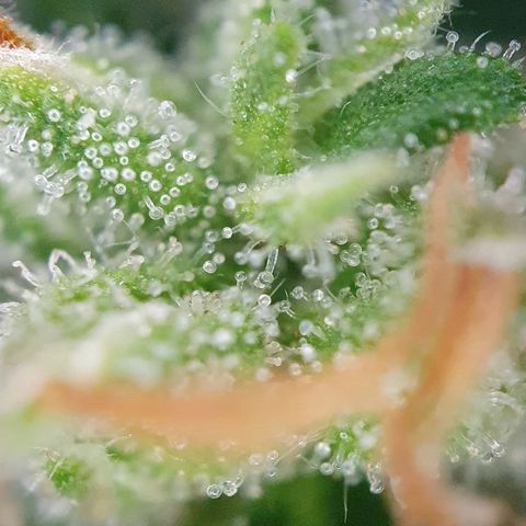 Auto Daiquiri Lime (Dutch Passion) growlog timeline photo