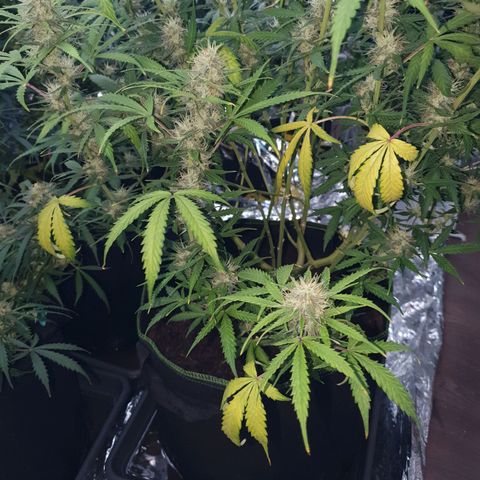 Auto Daiquiri Lime (Dutch Passion) growlog timeline photo