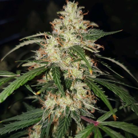 Auto Daiquiri Lime (Dutch Passion) growlog timeline photo