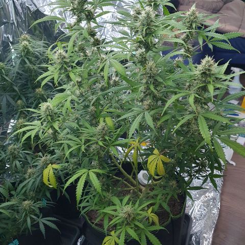 Auto Daiquiri Lime (Dutch Passion) growlog timeline photo