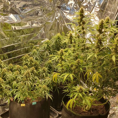 Auto Daiquiri Lime (Dutch Passion) growlog timeline photo