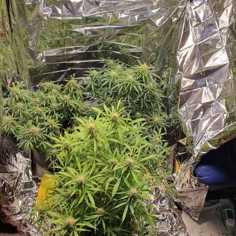 Auto Daiquiri Lime (Dutch Passion) growlog timeline photo
