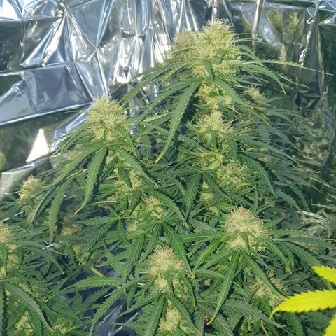 Auto Daiquiri Lime (Dutch Passion) growlog timeline photo