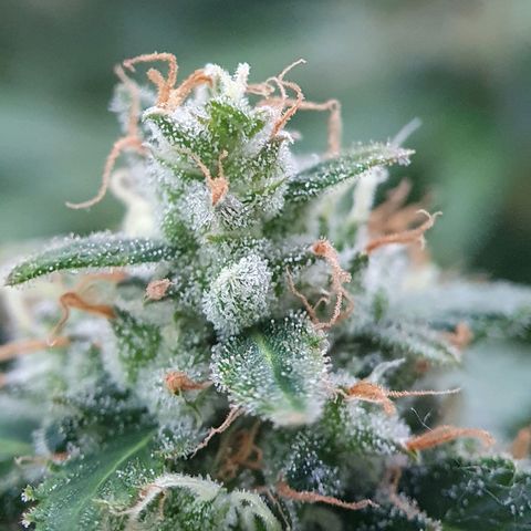 Auto Daiquiri Lime (Dutch Passion) growlog timeline photo